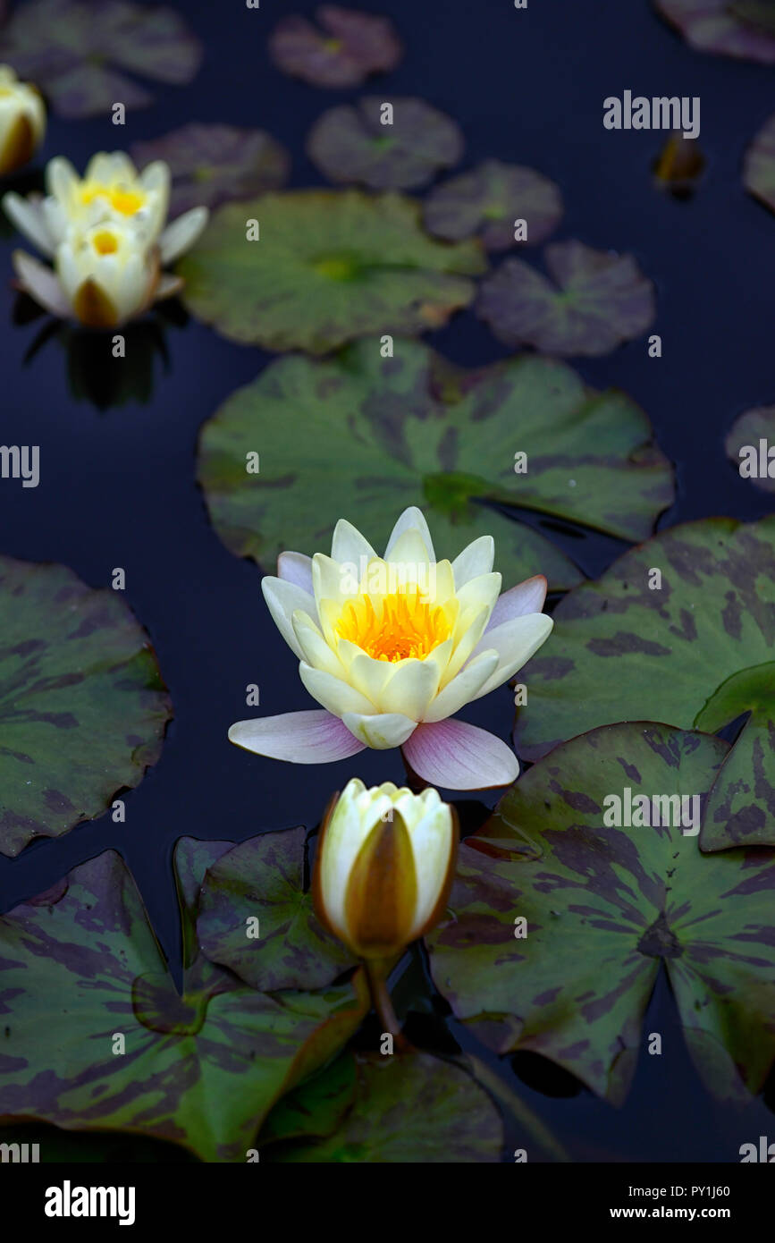 european white water lily,Nymphaea alba,pond,pool,water lilies,foliage,leaves, Stock Photo