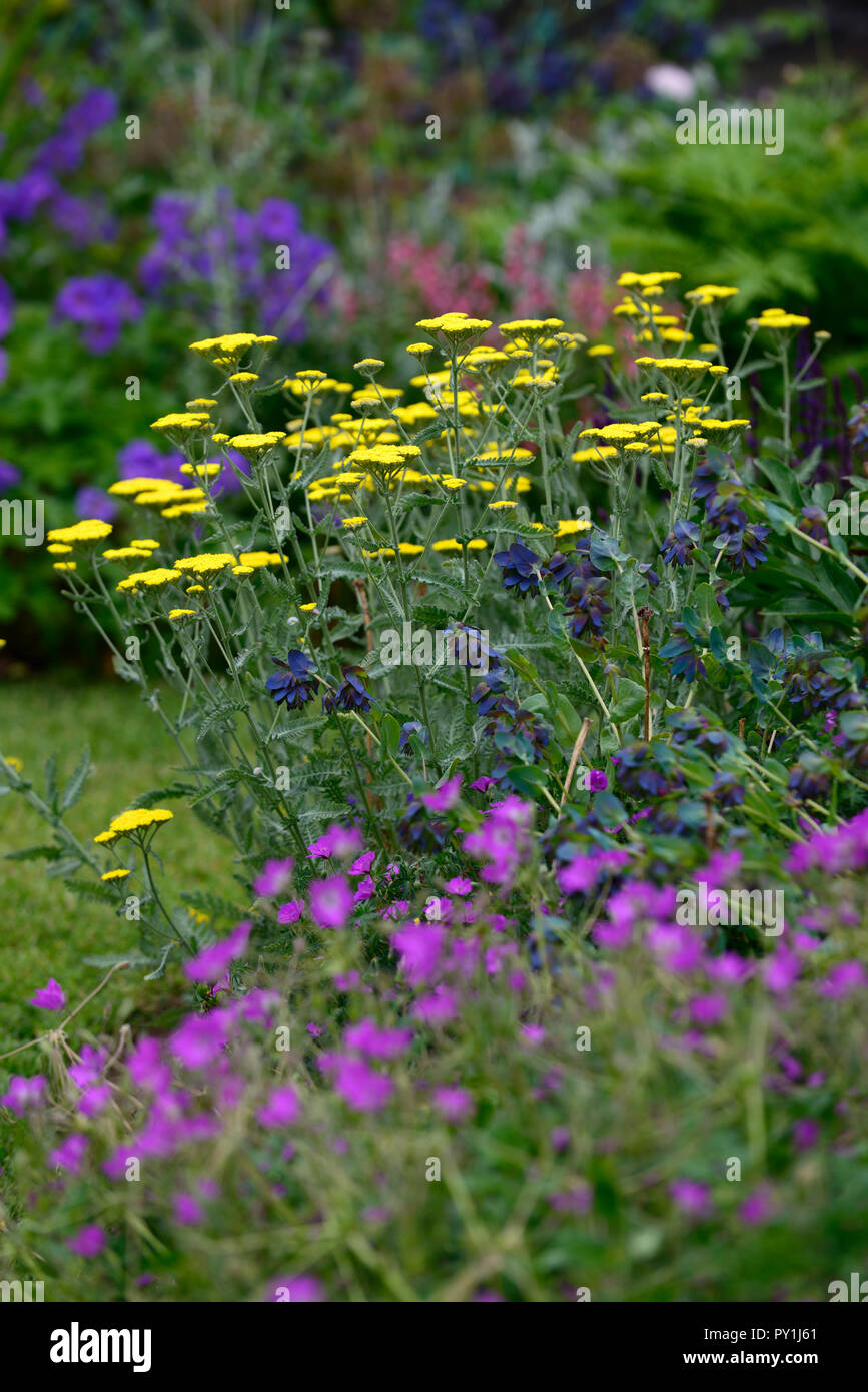 Cerinthe major Purpurascens,Honeywort,Moonshine Yarrow,Achillea Moonshine,yellow,purple,flower,flowers,combination,mix,mixed,RM Floral Stock Photo