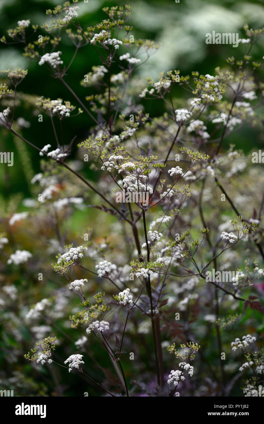 anthriscus sylvestris ravenswing,purple,leaves,foliage,white,flowers,Cow parsley,flower,flowering,perennial,parsleys, RM floral Stock Photo