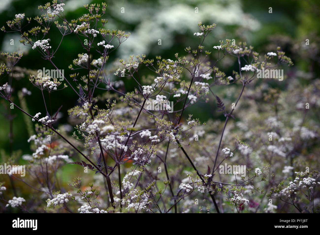 anthriscus sylvestris ravenswing,purple,leaves,foliage,white,flowers,Cow parsley,flower,flowering,perennial,parsleys, RM floral Stock Photo