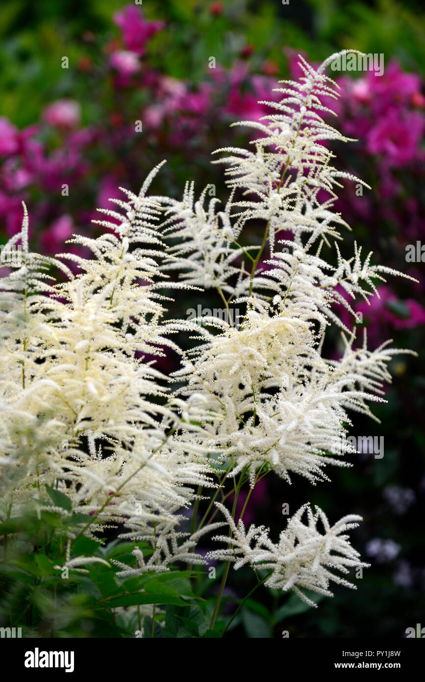 aruncus dioicus kneiffii,goatsbeard,white,flower,flowers,flowering,garden,perennial,inflorescence,RM floral Stock Photo