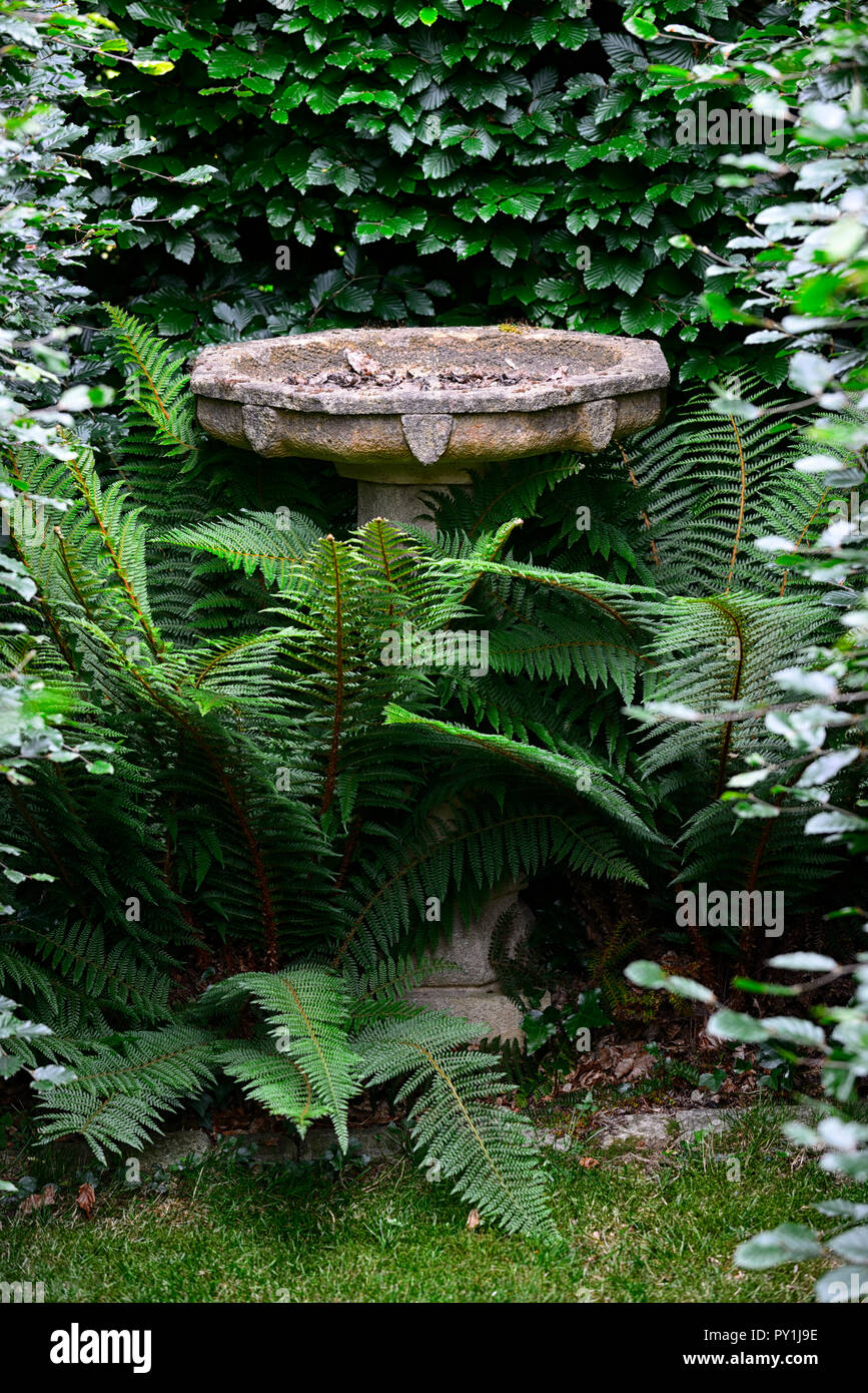 stone water font,bird bath,water feature,garden,gardens,focal point,shade,shady,shaded,dryopteris,fern,ferns,fronds,RM Floral Stock Photo