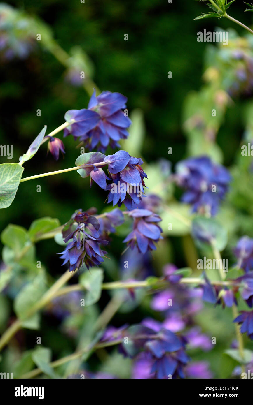 Cerinthe major Purpurascens,Honeywort,blue,purple,flower,flowers,RM Floral Stock Photo