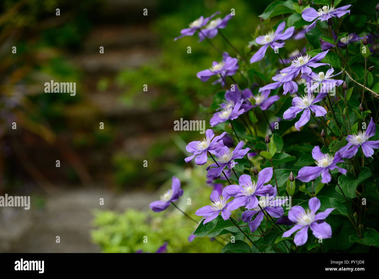 clematis integrifolia arabella,non twining,non climbing,climbing,scrambling,blue,blue-mauve, flower,flowers,flowering,perennial,RM Floral Stock Photo