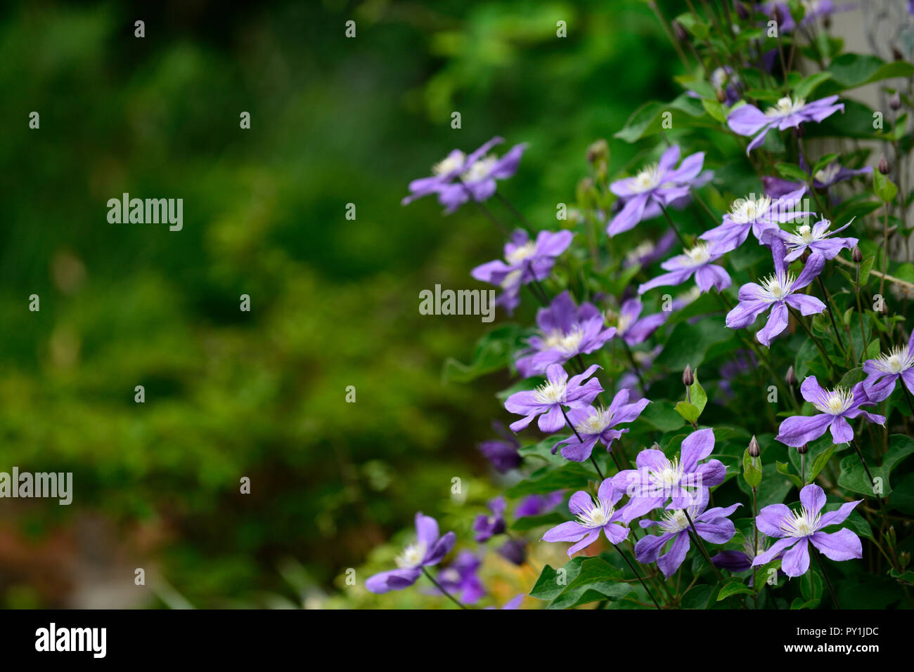 clematis integrifolia arabella,non twining,non climbing,climbing,scrambling,blue,blue-mauve, flower,flowers,flowering,perennial,RM Floral Stock Photo