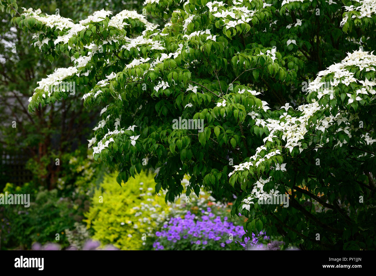 cornus kousa China Girl,white,bract,bracts,flowers,flower,flowering,spring,dogwood,dogwoods,ornamental,tree, RM Floral Stock Photo