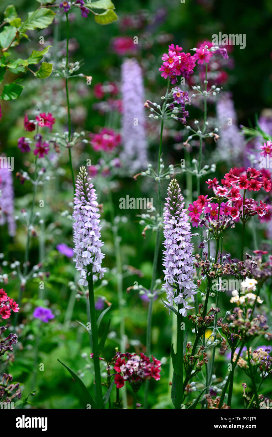 dactylorhiza fuchsii,Primula japonica,common spotted orchid,inflorescence,purple,flower,flowers,marsh orchids,RM Floral Stock Photo