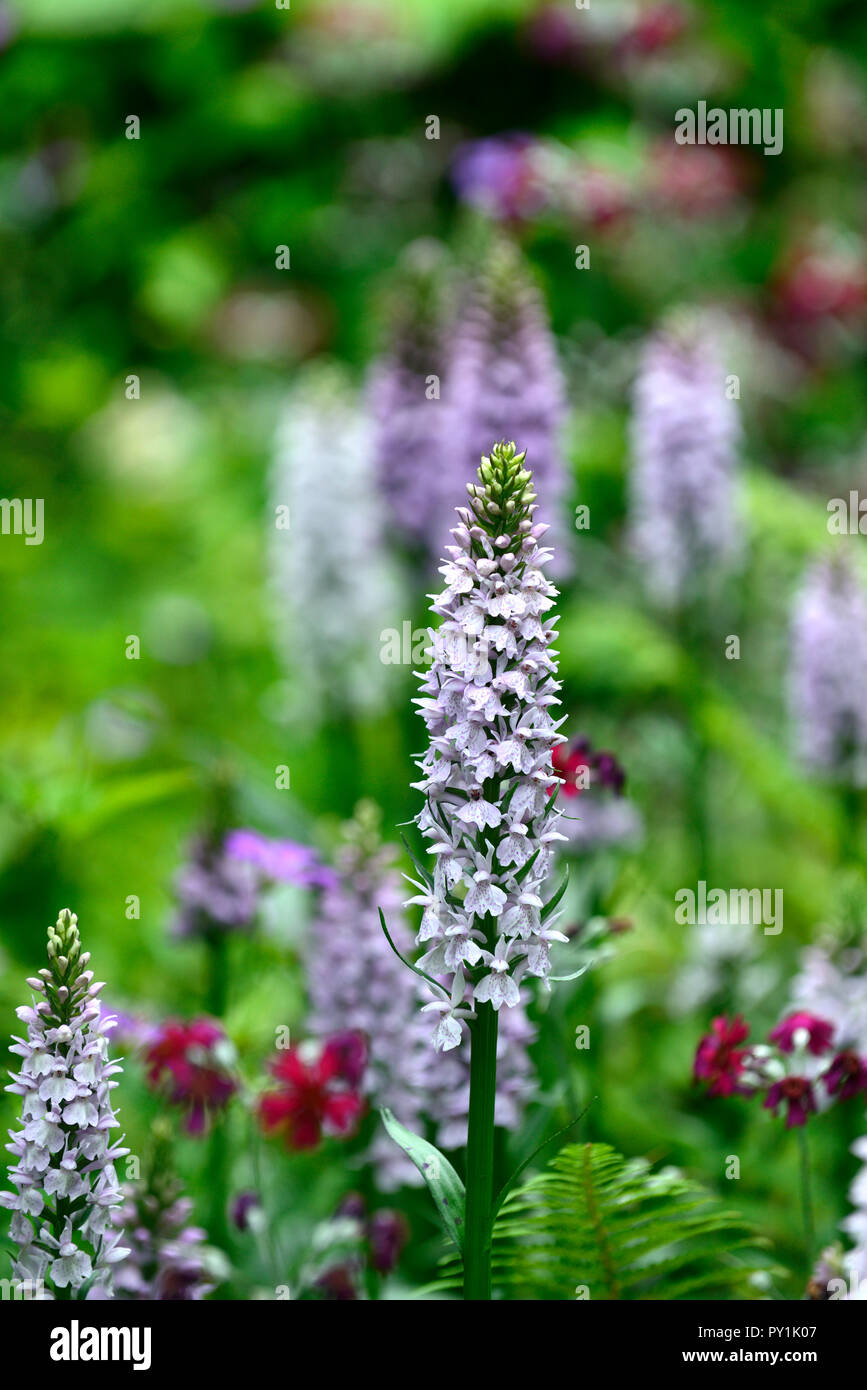 dactylorhiza fuchsii,common spotted orchid,inflorescence,purple,flower,flowers,marsh orchids,RM Floral Stock Photo