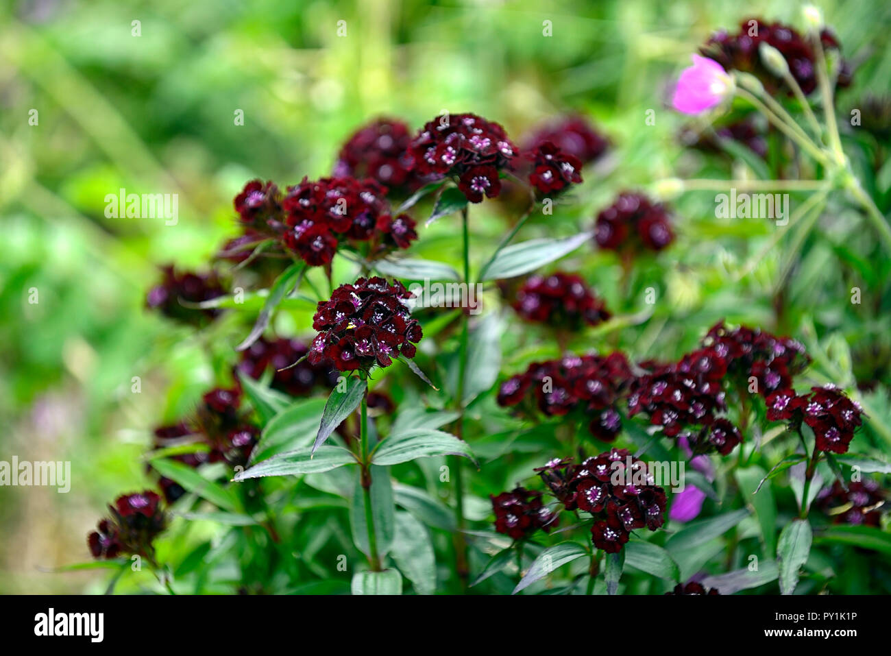 dianthus barbatus heart attack,sweet william,red black,dark,purple,flowers,flower,flowering,carnation,perennial,RM Floral Stock Photo