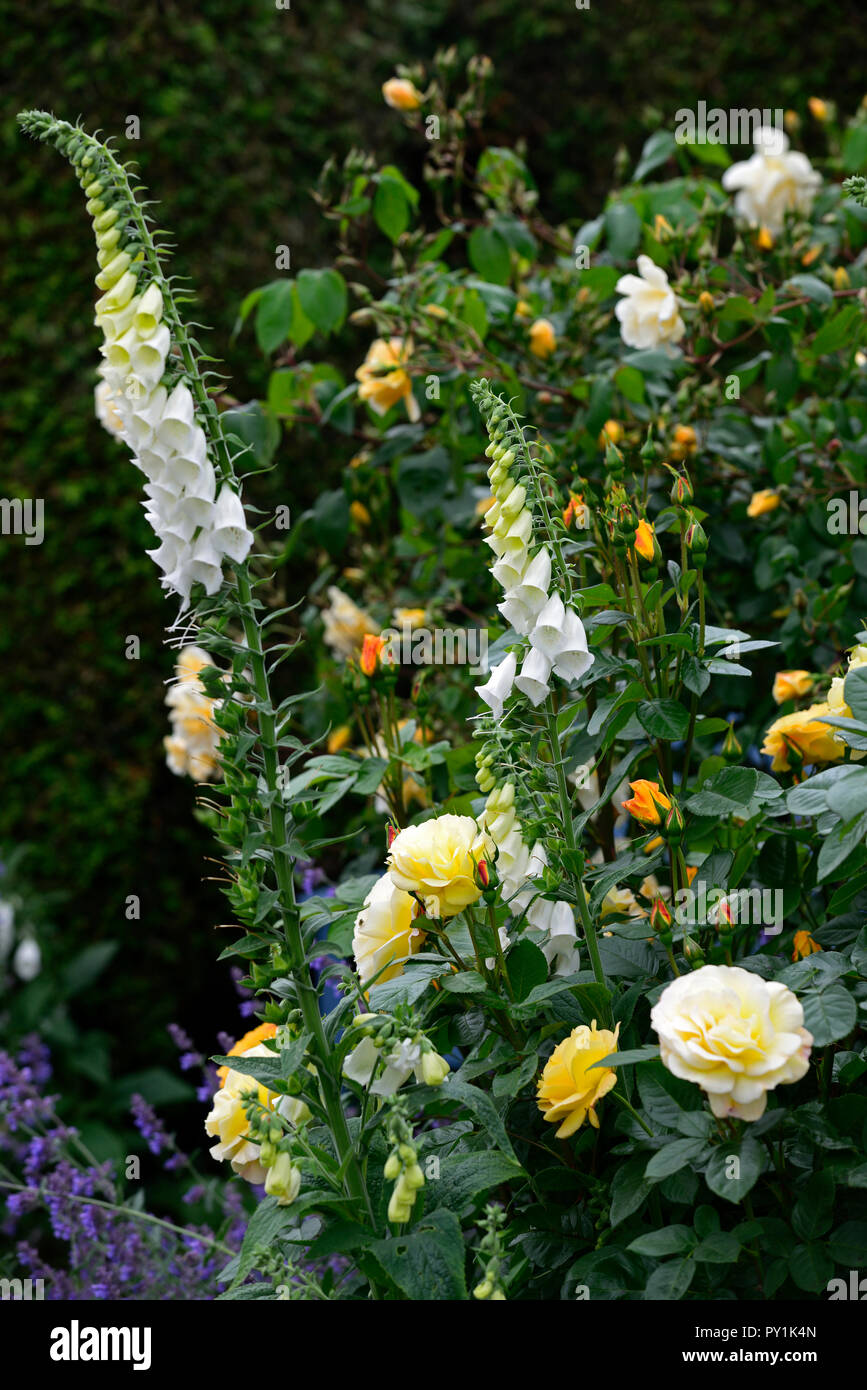 Rosa alba hi-res stock photography and images - Alamy