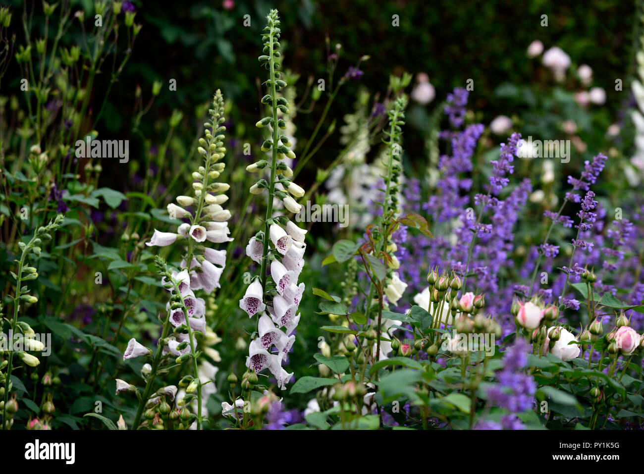 Digitalis purpurea dalmation white hi-res stock photography and images ...