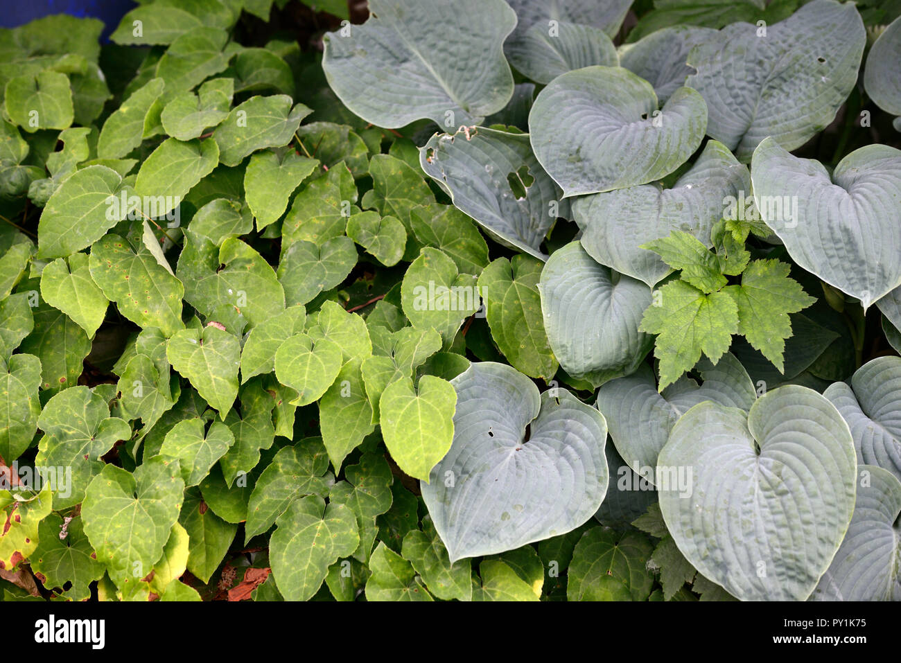 hosta,epimedium,leaves,foliage,green,greenery,shade,shady,shaded,wood,woodland,planting scheme,RM Floral Stock Photo