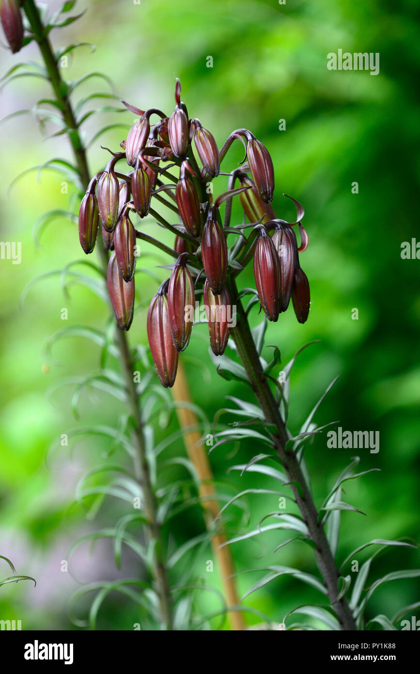 lilium regale,buds,flowerbuds,closed,unopened,lilies,lilys,perennial,RM