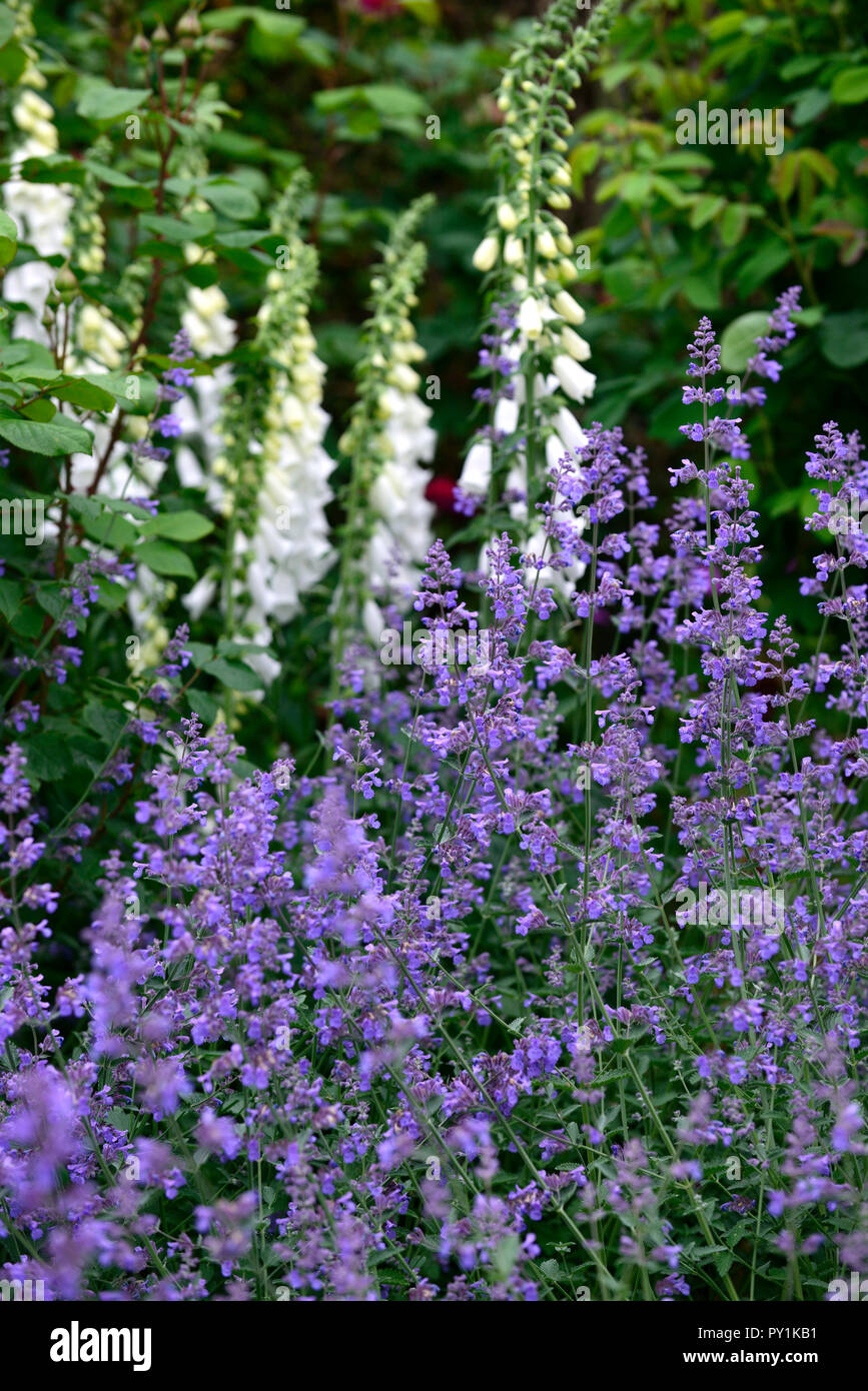 Catnip flower hi-res stock photography and images - Alamy