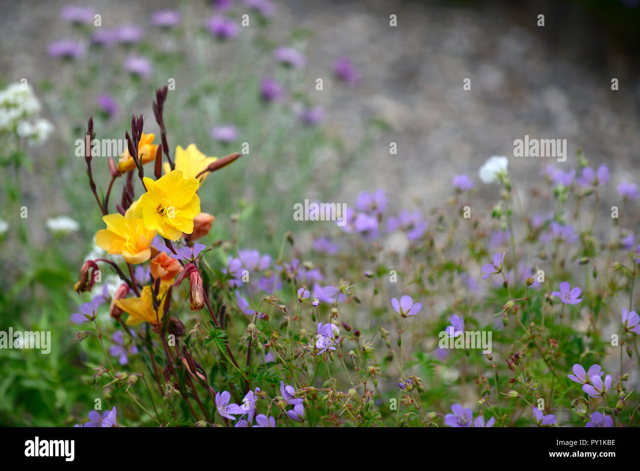 Oenothera versicolor hires stock photography and images Alamy