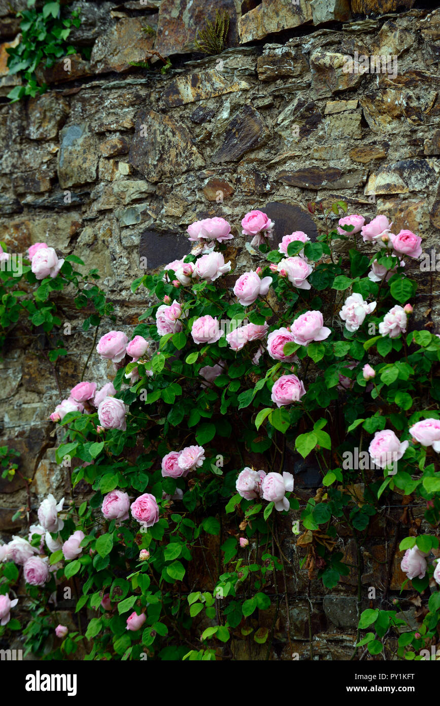 rosa constance spry,ausfirst,pink,rose,roses,climbing,climber,wall,walls,cover,covering,flower,flowers,flowering,fragrant,scent, scented, RM Floral Stock Photo