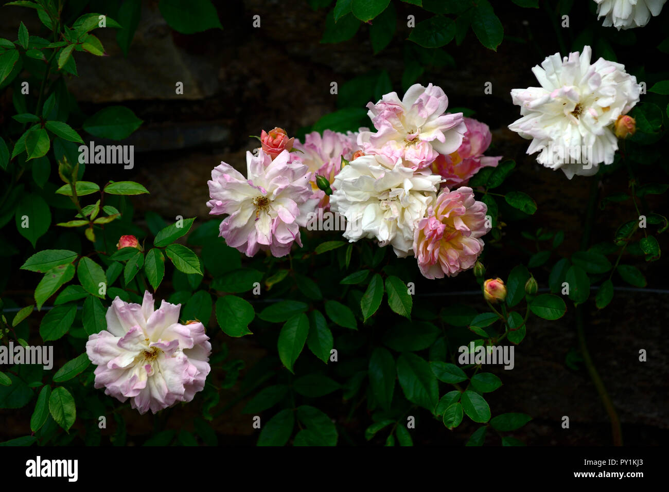 Climbing rambler white rose hi-res stock photography and images - Alamy