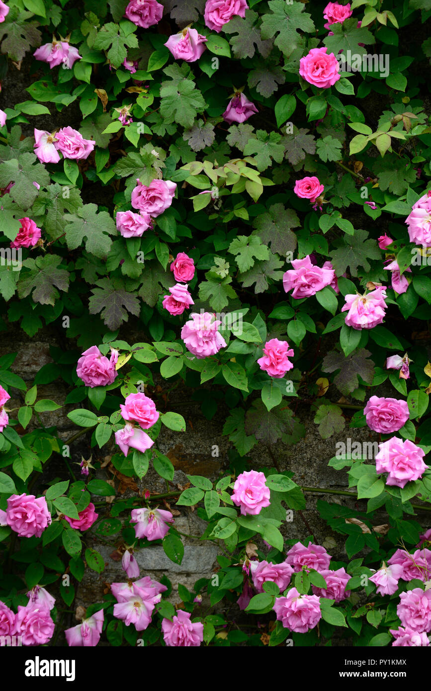 rosa Zéphirine Drouhin,climbing rose, thornless, pink ,repeat flower, flowering, flowers, summer, fragrant, scented ,wall,cover,covering,RM Floral Stock Photo
