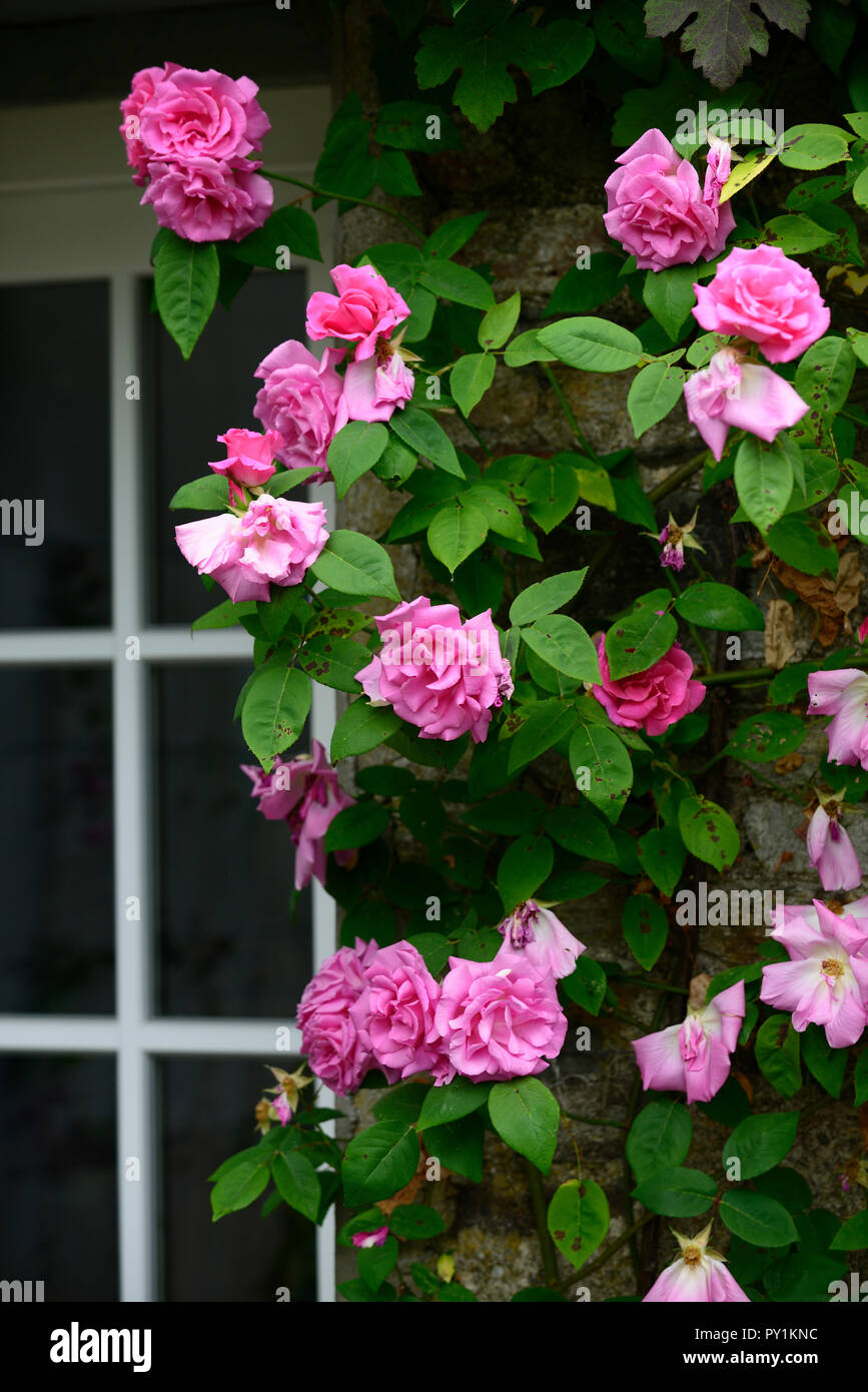 rosa Zéphirine Drouhin,climbing rose, thornless, pink ,repeat flower, flowering, flowers, summer, fragrant, scented ,wall,cover,covering,RM Floral Stock Photo