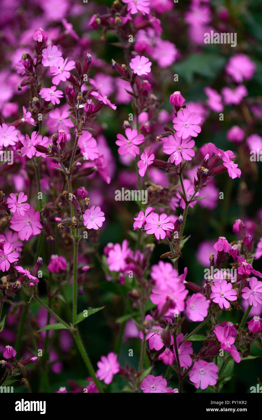 senecio polyodon ,pinkragwort,flower,flowers,flowering,profuse,profusion,RM Floral Stock Photo