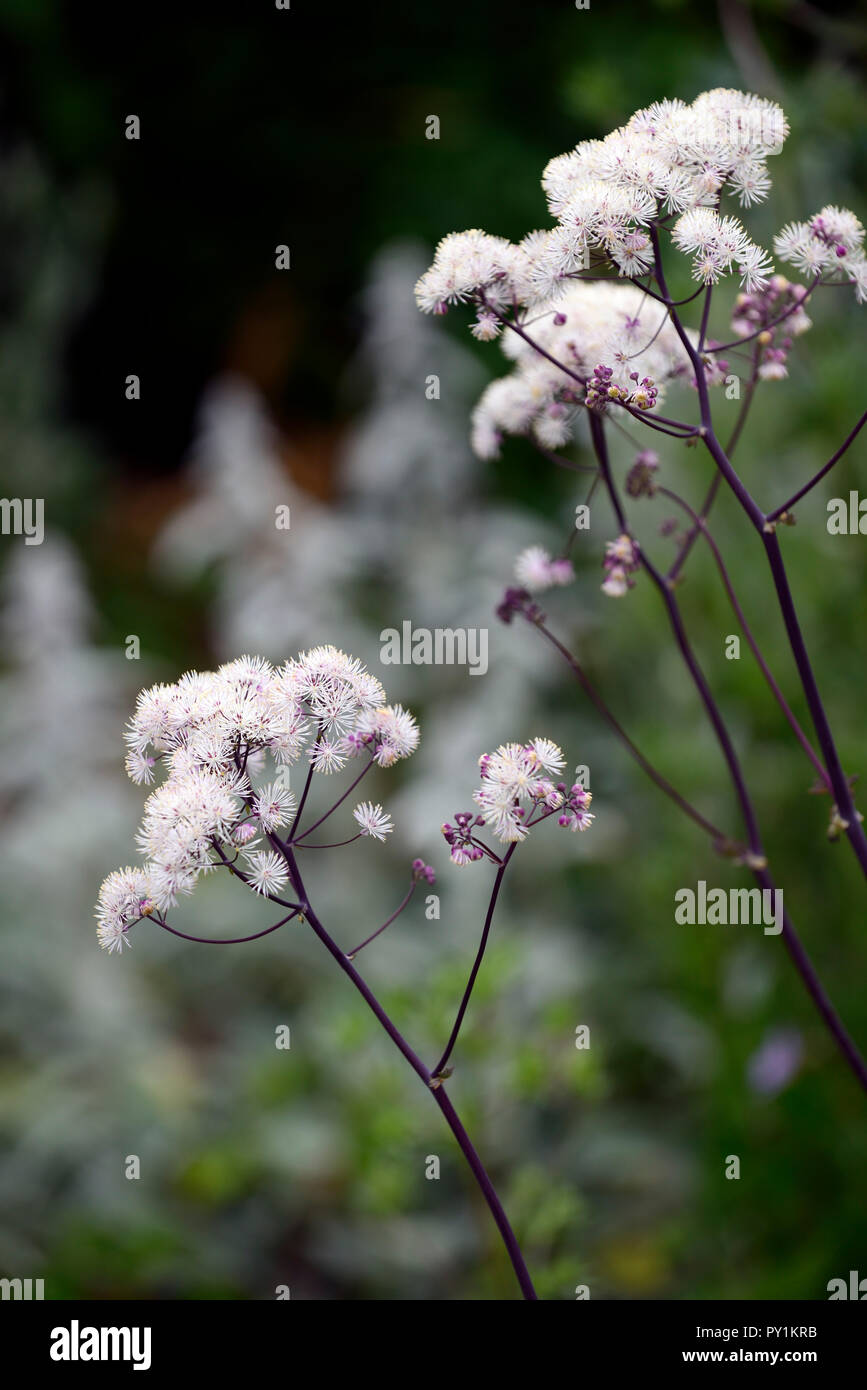 thalictrum aquilegifolium var album,thalictrums,white,flower,flowers,flowering,tall,perennial,RM Floral Stock Photo