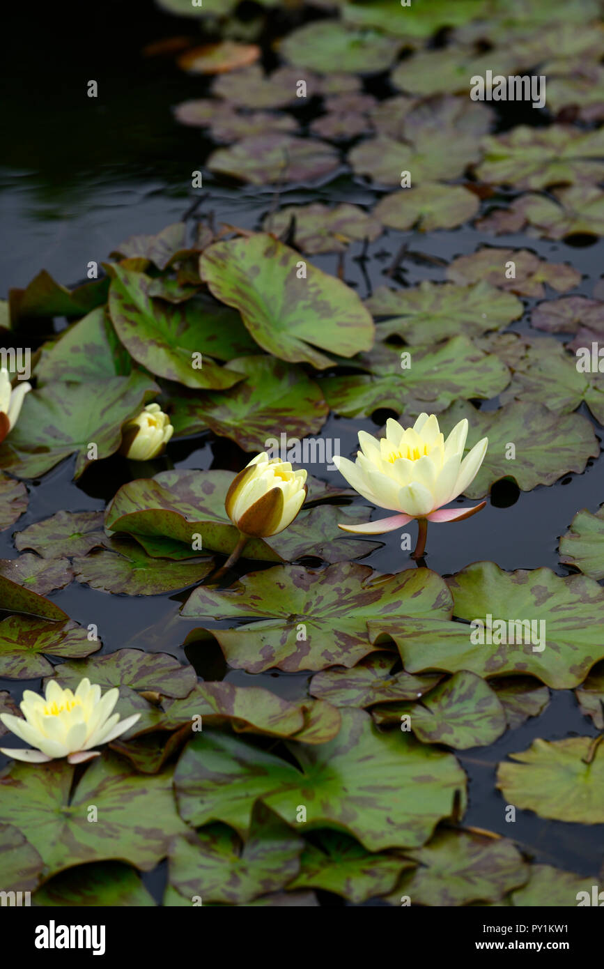 RM floral,flowers,Nymphaea sp.,Yellow water lily,flower,pool,water,flowering,pond Stock Photo