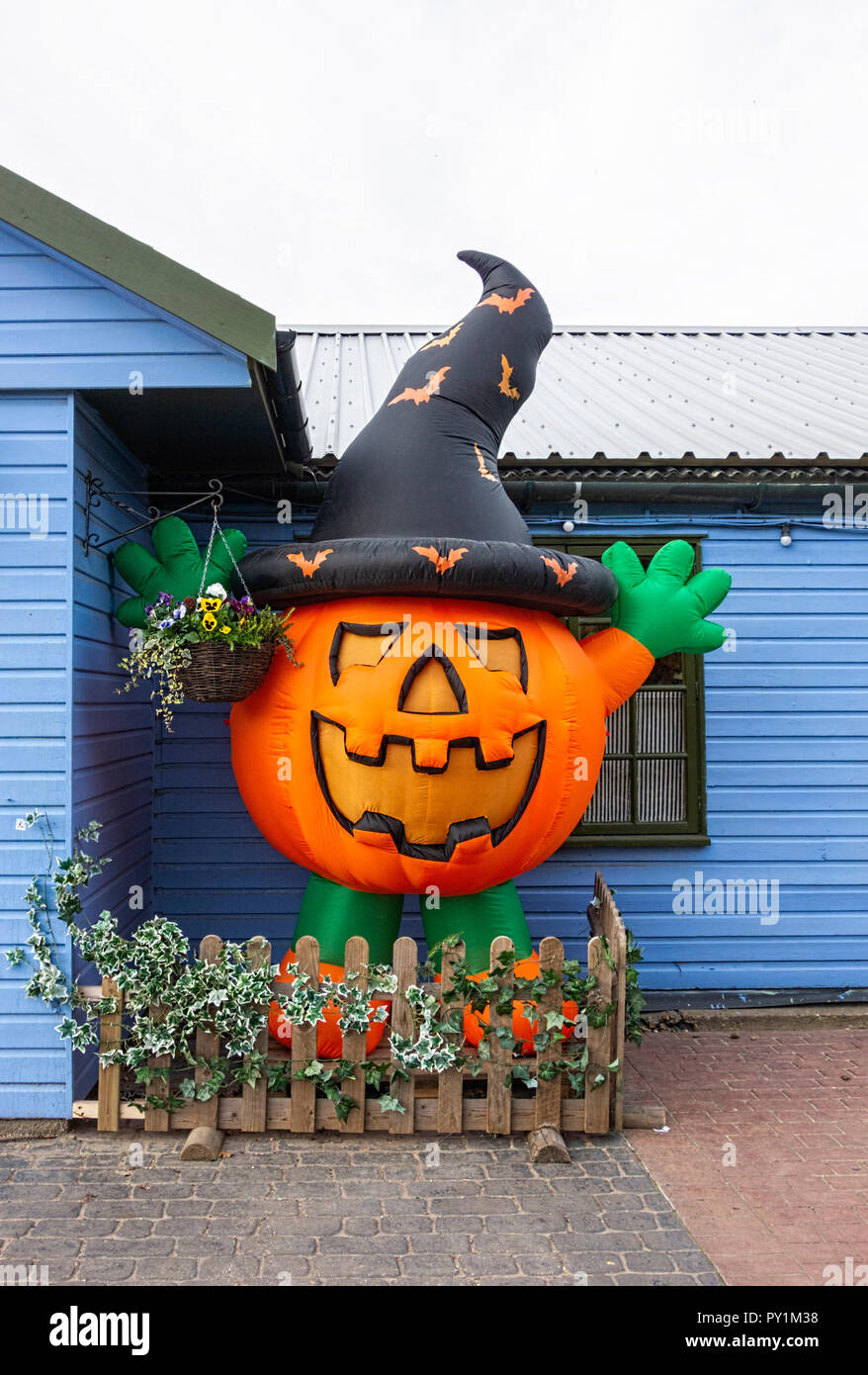 Large inflatable halloween pumpkin in witches hat against blue shed Stock  Photo - Alamy
