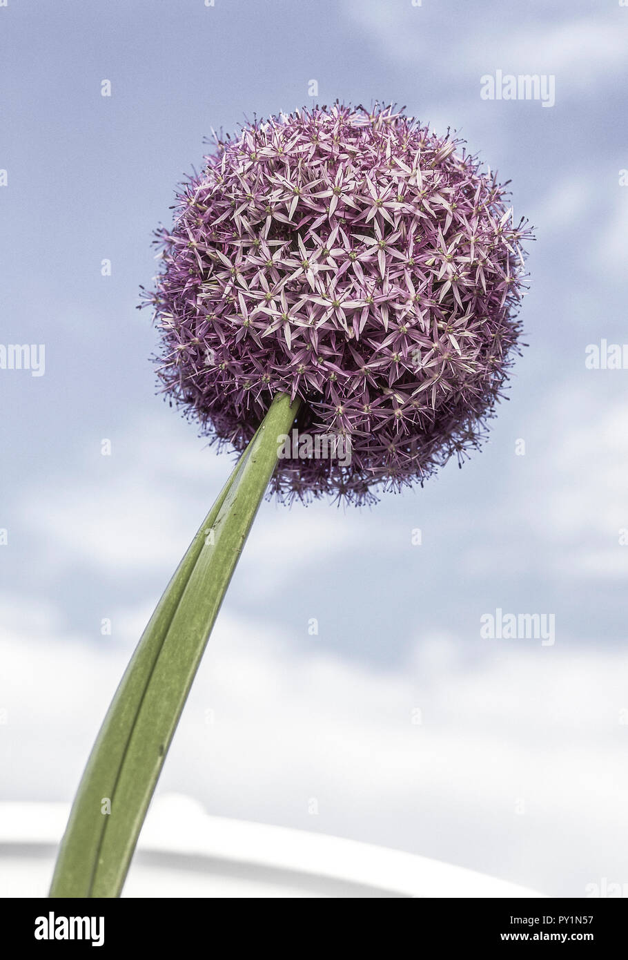 Zierlauch, kugelfoermige Bluete Stock Photo