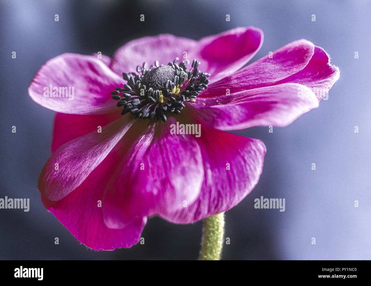 Anemone, violette Bluete vor blauem Hintergrund Stock Photo