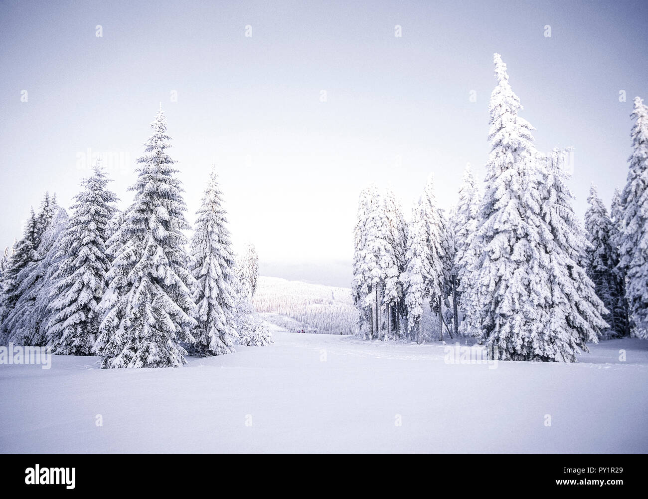 Winterlandschaft mit verschneiten Tannen, Grosser Arber, Bayerischer Wald Stock Photo