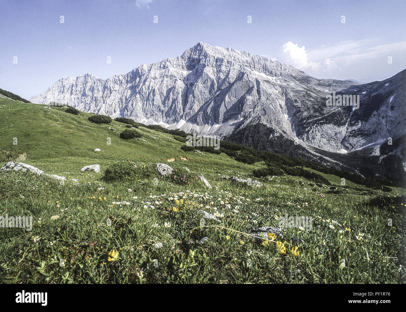 Bergwiese vor Karwendelgebirge, Speckkarspitze, Tirol, Oesterreich Stock Photo
