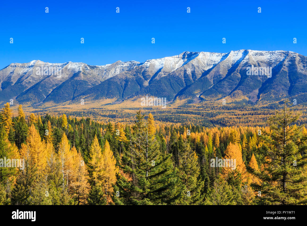 swan range above the seeleyswan valley and larch in fall color near