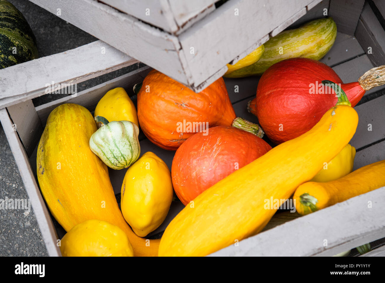 Autumn or fall concept setting with variety of orange pumpkins in a ...