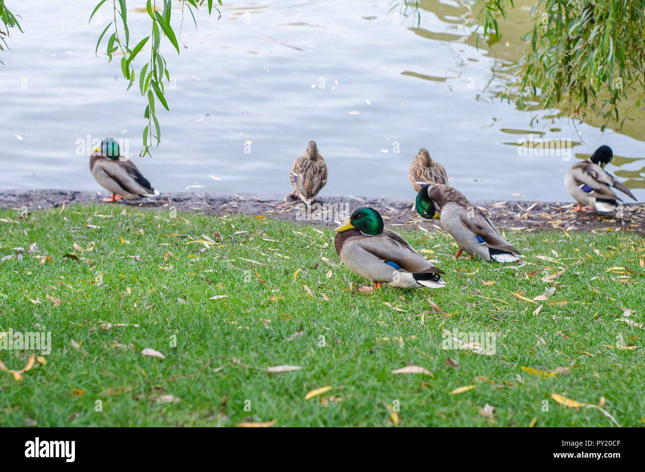 White swan swims in a pond. Closeup Stock Photo - Alamy