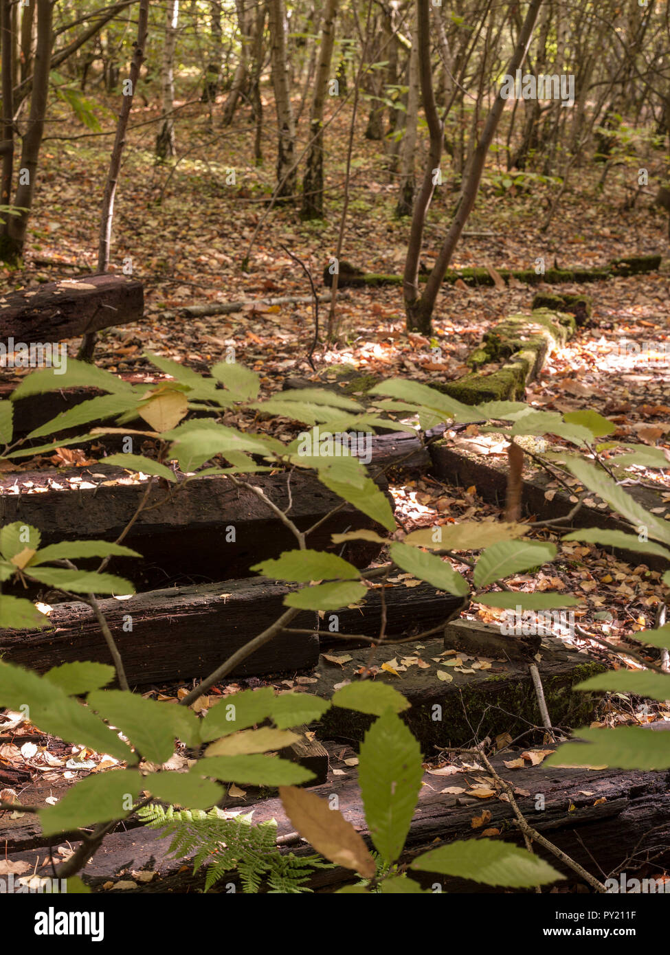 Autumn woodland floor, Beacon Wood Country Park, England, United ...