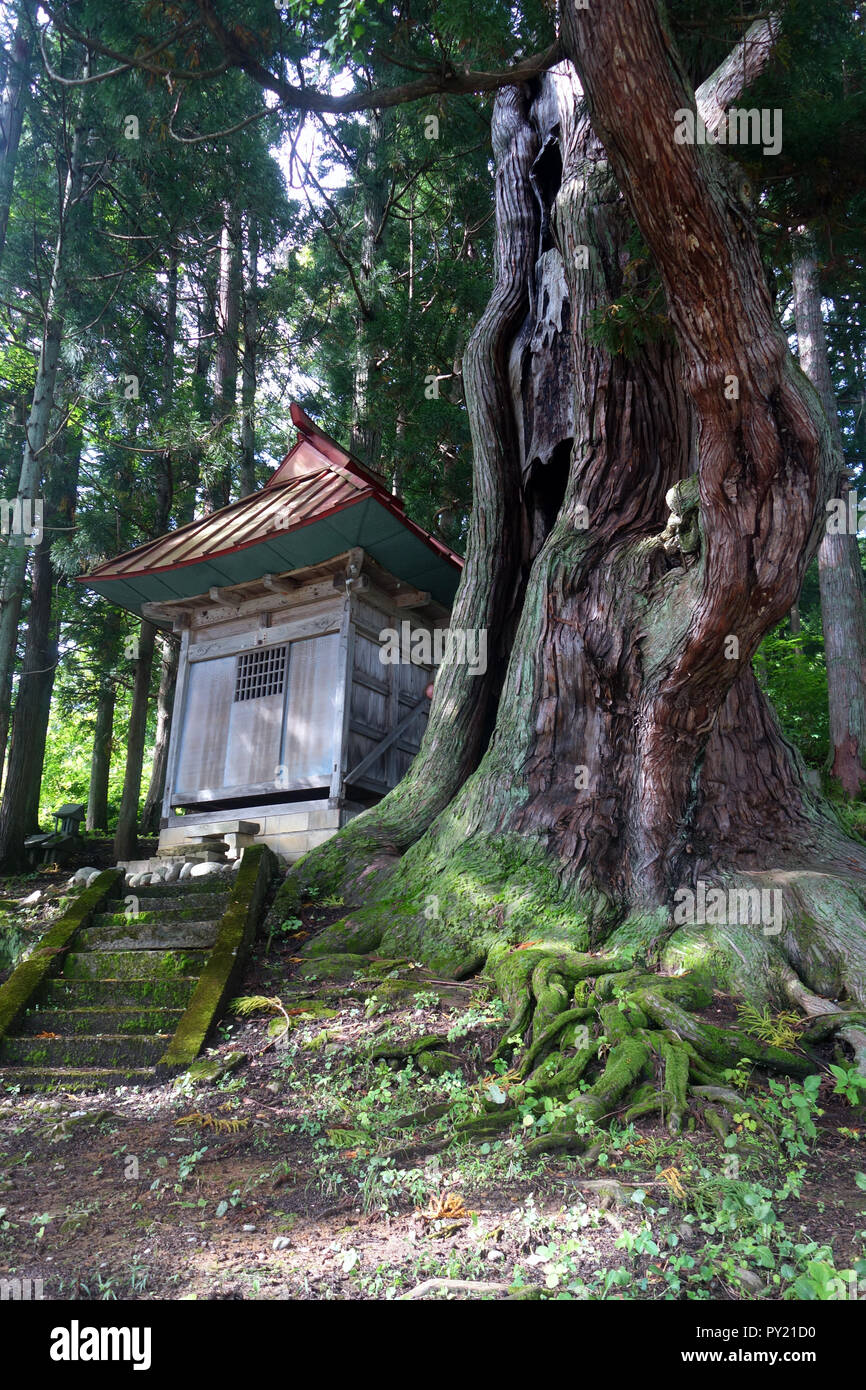 Forest shrine celebrating special ancient tree, Japanese Alps, Honshu, Japan Stock Photo