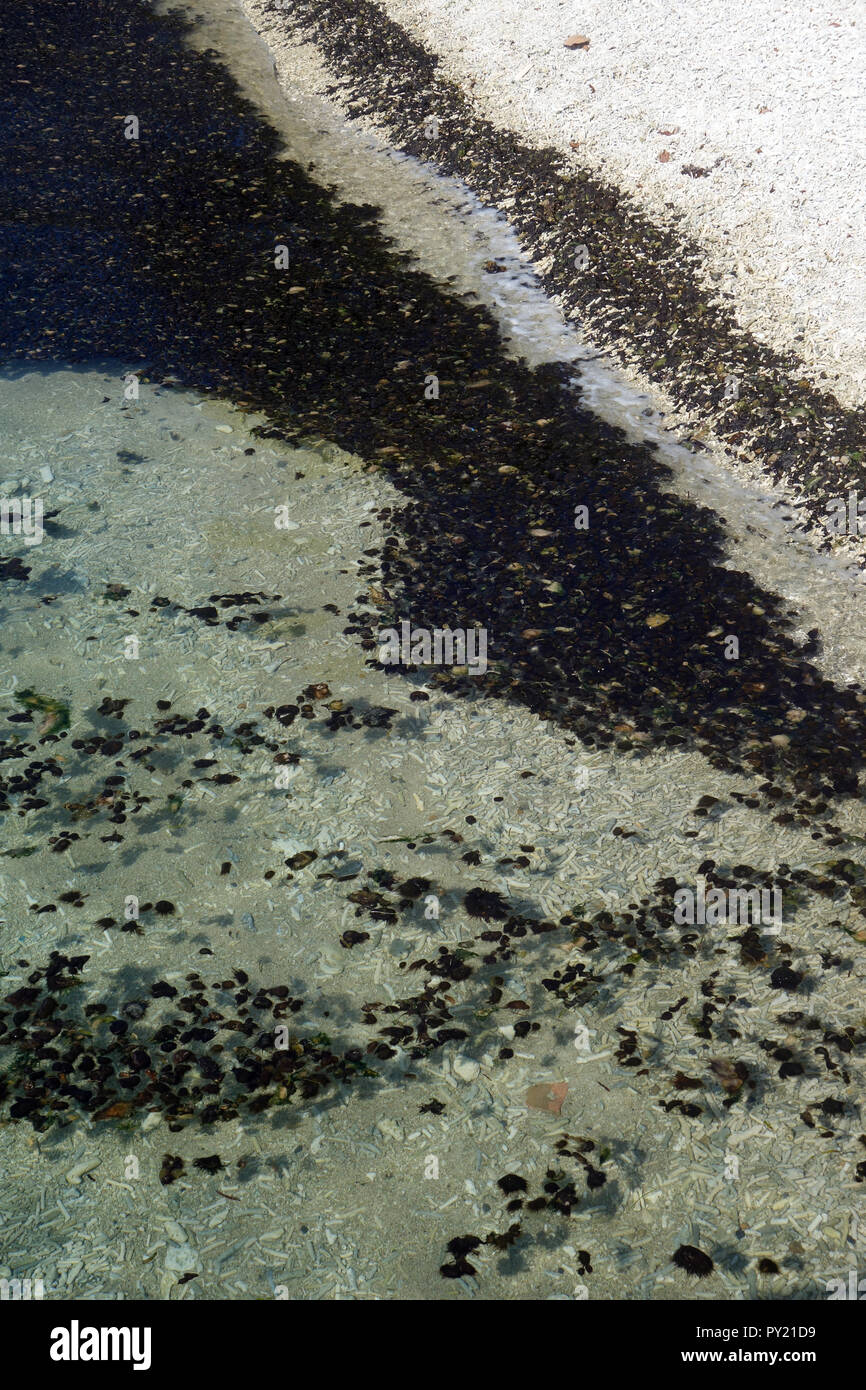 Bloom of floating algal mats washing up on shore, Fitzroy Island, Great Barrier Reef, Queensland, Australia Stock Photo