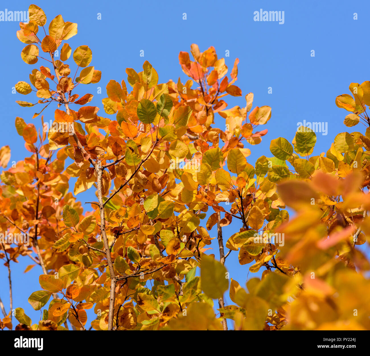 Images Cotinus Autumn Stock Photos Cotinus Autumn Stock Images Page 3 actualisé salutations