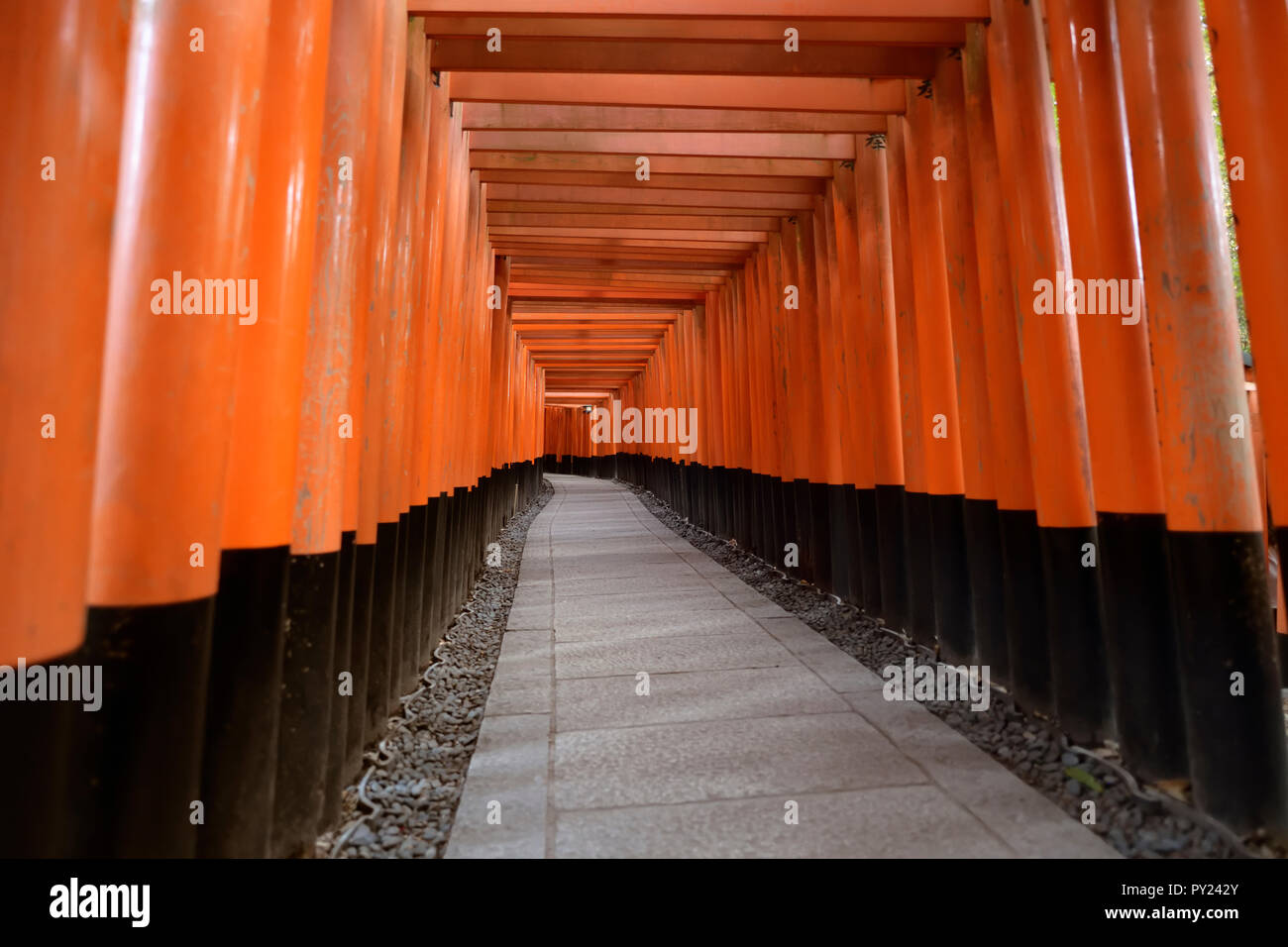 Senbon torii, endless passage of vermillion Torii gates leading to the outer shrine of Fushimi Inari Taisha, head Shinto shrine to god Inari in Kyoto, Stock Photo