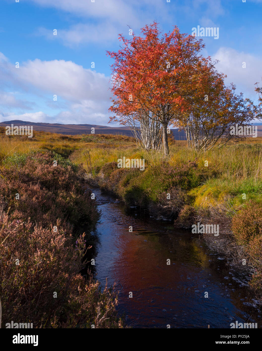Scottish Ash tree with red leaves in the Sutherland, Highland, Scotland Stock Photo