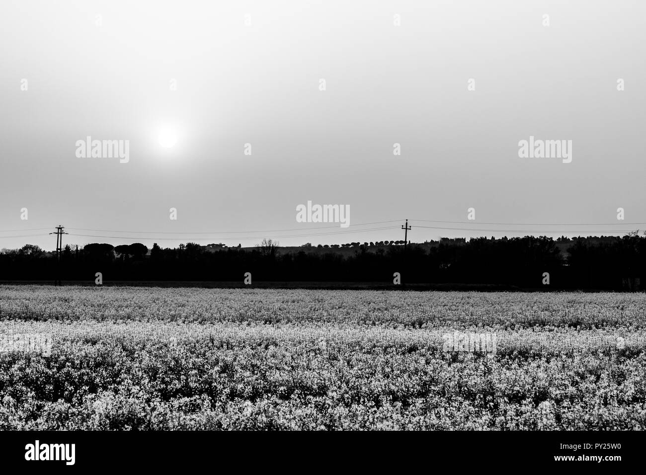 Sunset over cultivated fields with flowers Stock Photo