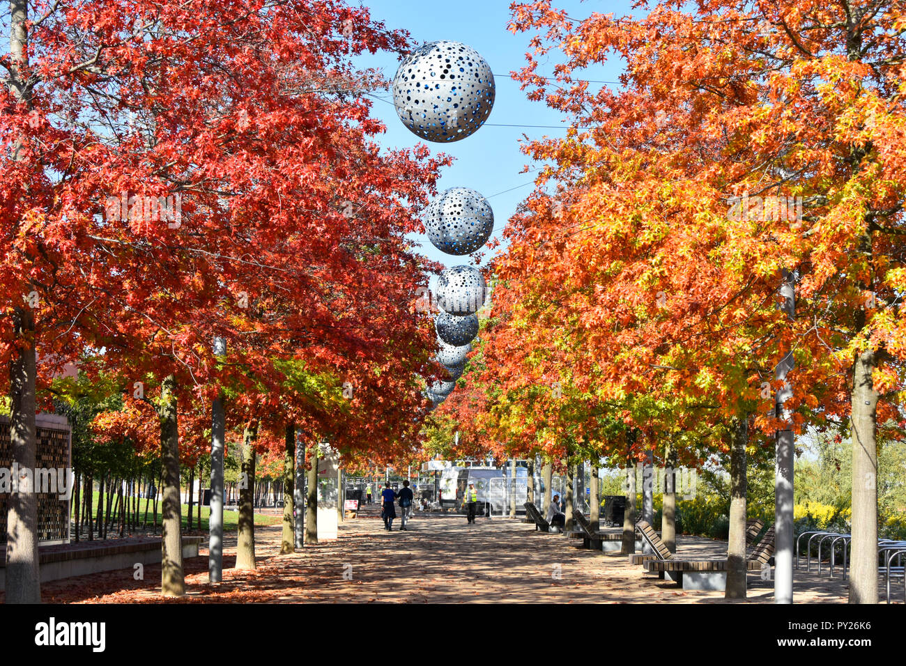 London park landscape  of autumn colours on leaves in avenue of trees along path Queen Elizabeth Olympic Park Stratford Newham East London England UK Stock Photo