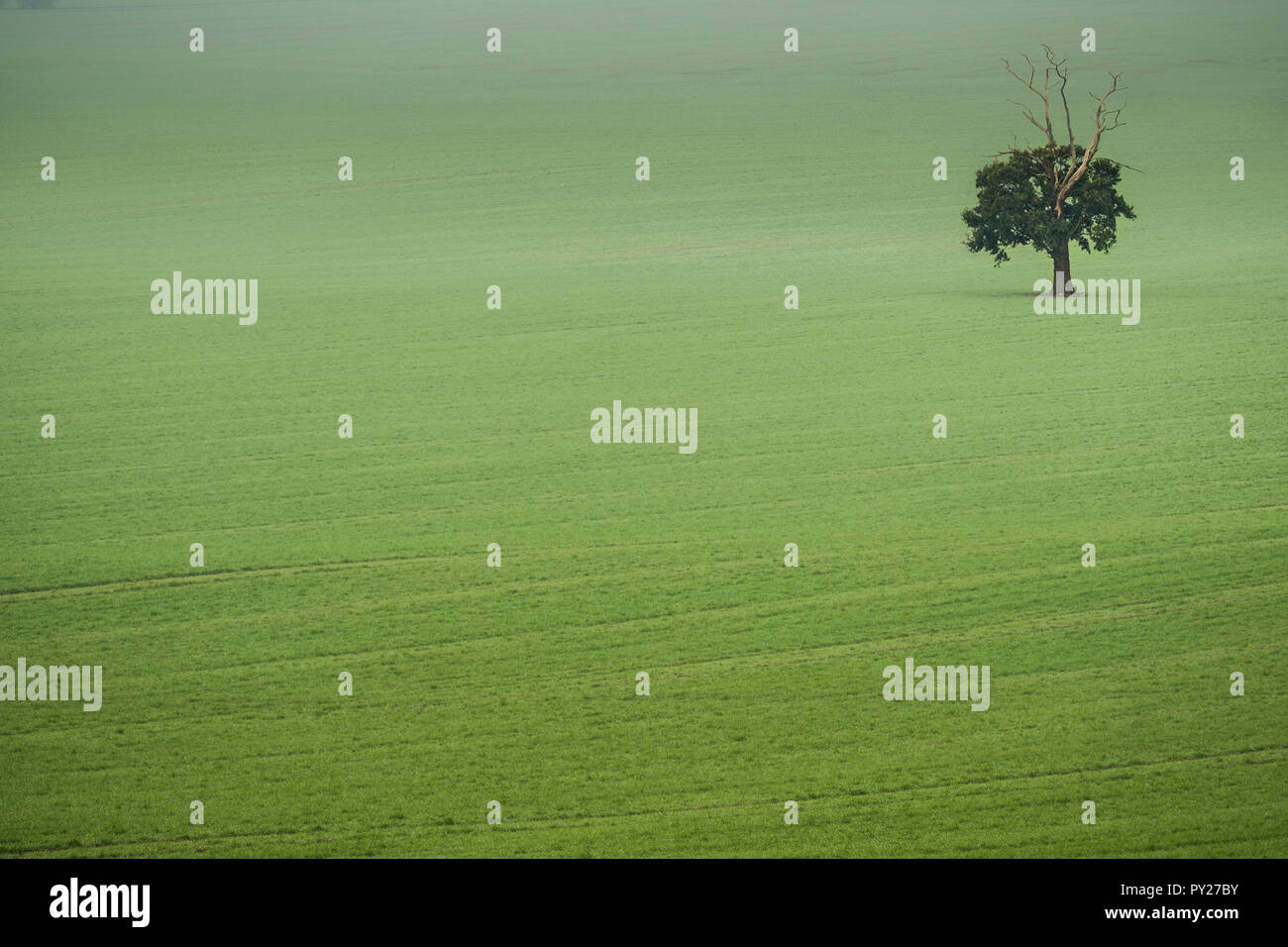 Misty fog field hi-res stock photography and images - Alamy