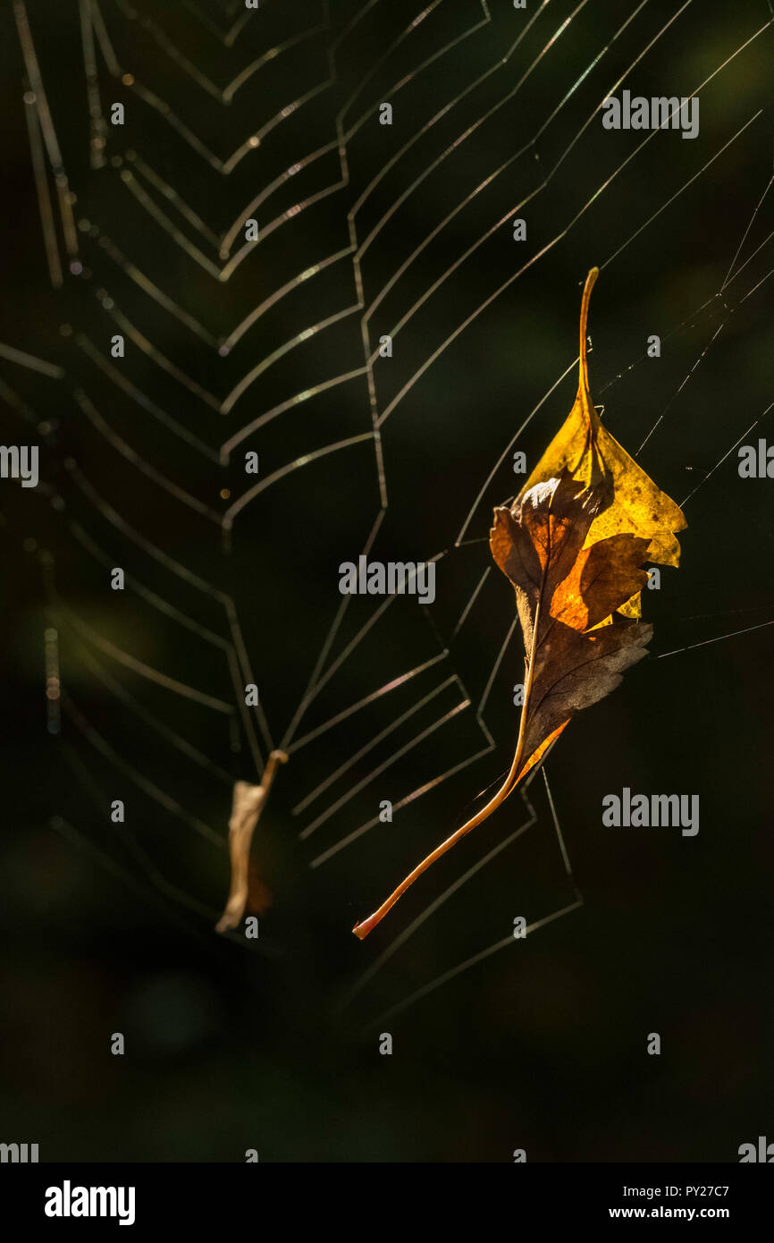 Autumn leaves caught in a spider web. Stock Photo