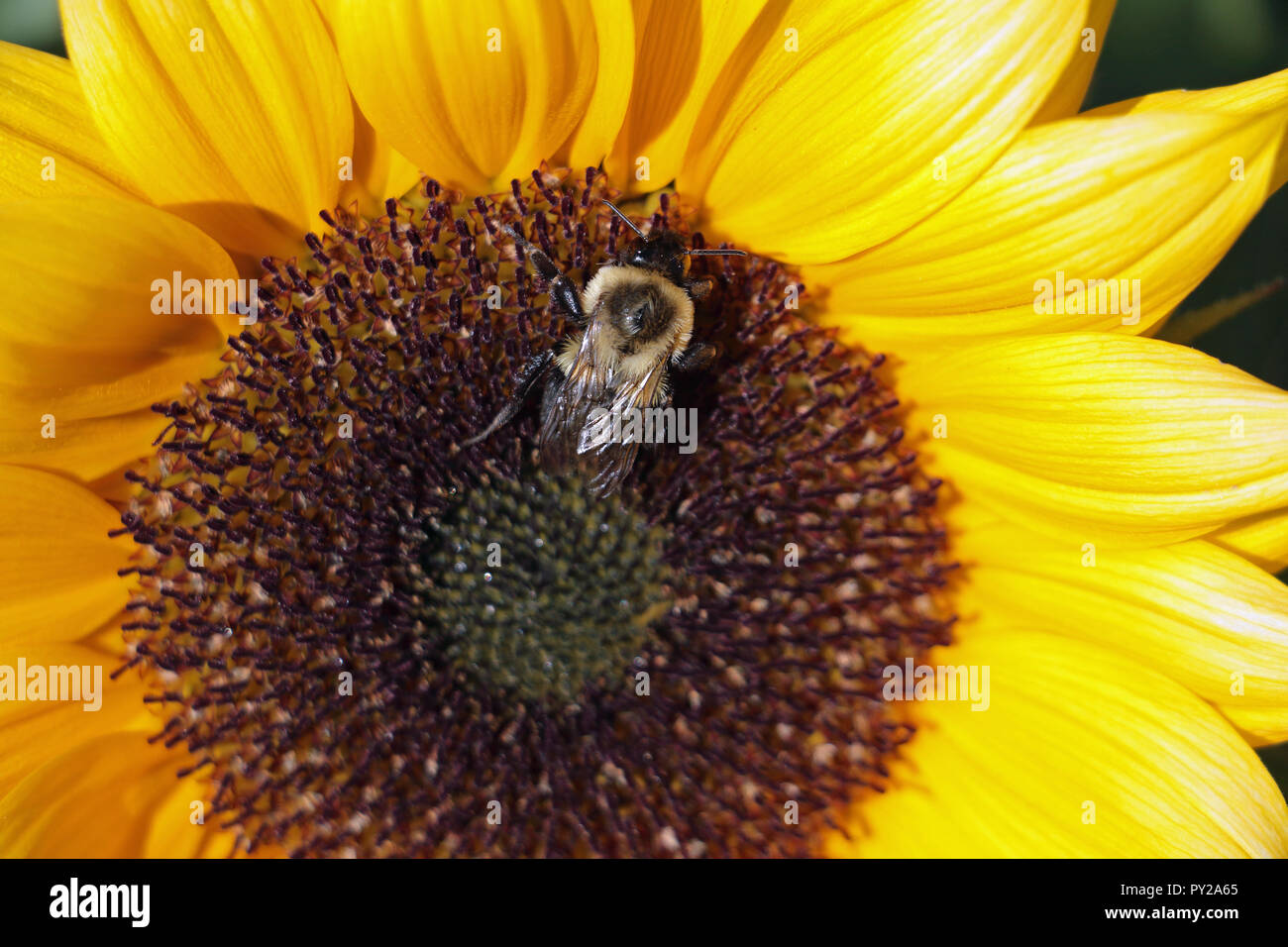 Bumblebee on Sunflower Stock Photo