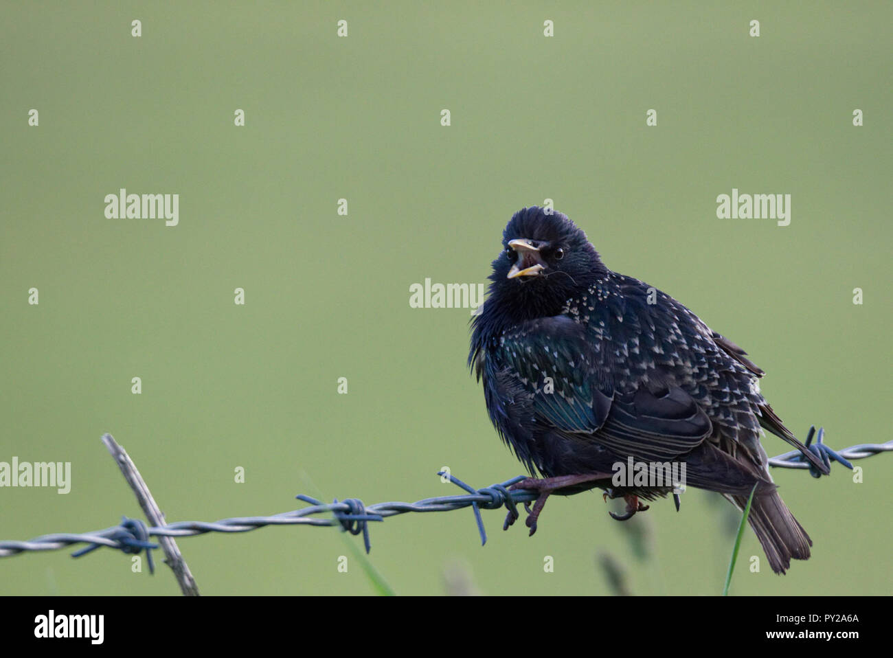 Starling sitting on a fence squawking Stock Photo