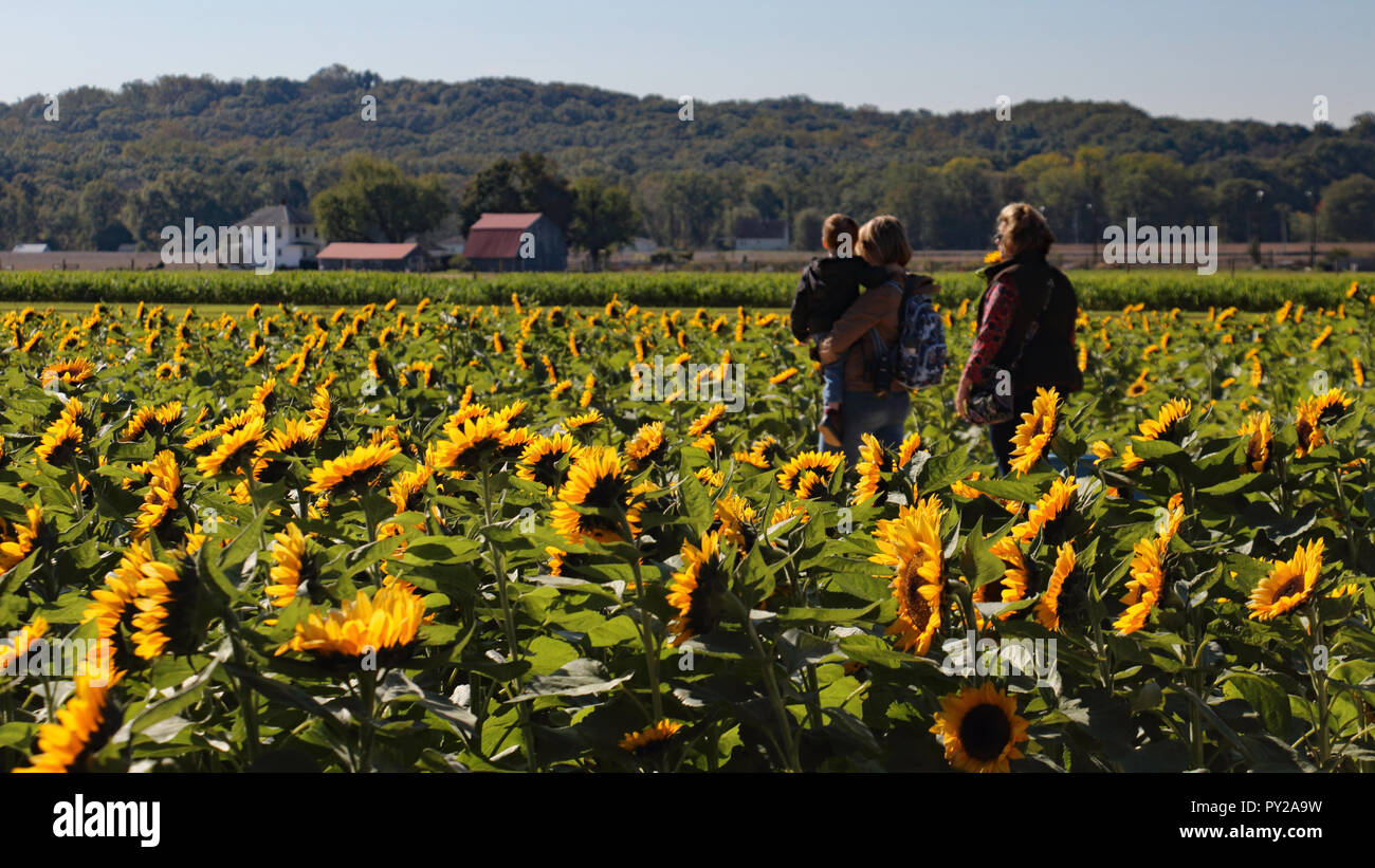 Morning Visit to the Sunflower Farm Stock Photo