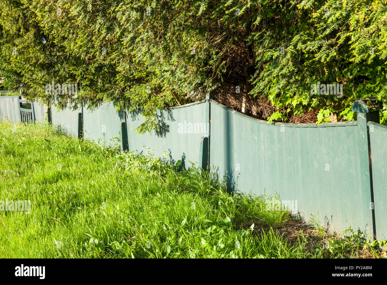 Old wooden fence with overhanging Leylandii hedge (Cupressus × leylandii) and uncut long grass, England, UK Stock Photo