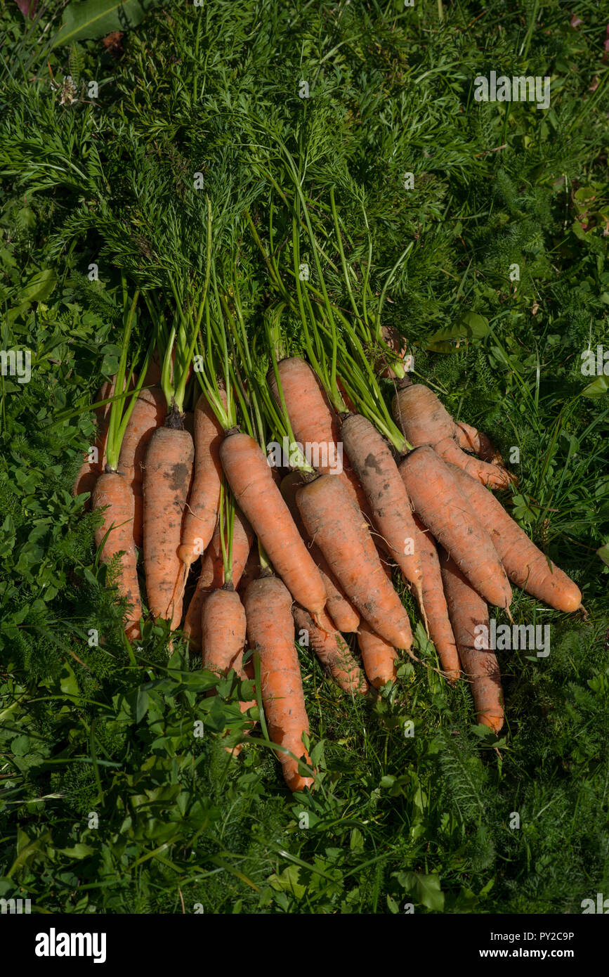 Group of people eating carrots hi-res stock photography and images - Alamy