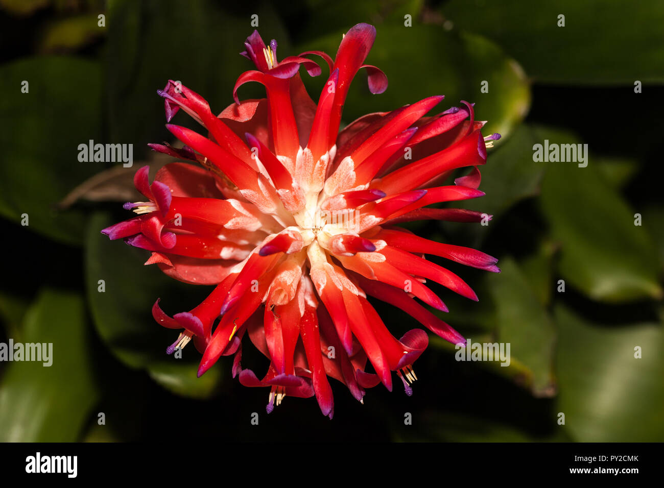 Billbergia pyramidalis Stock Photo - Alamy